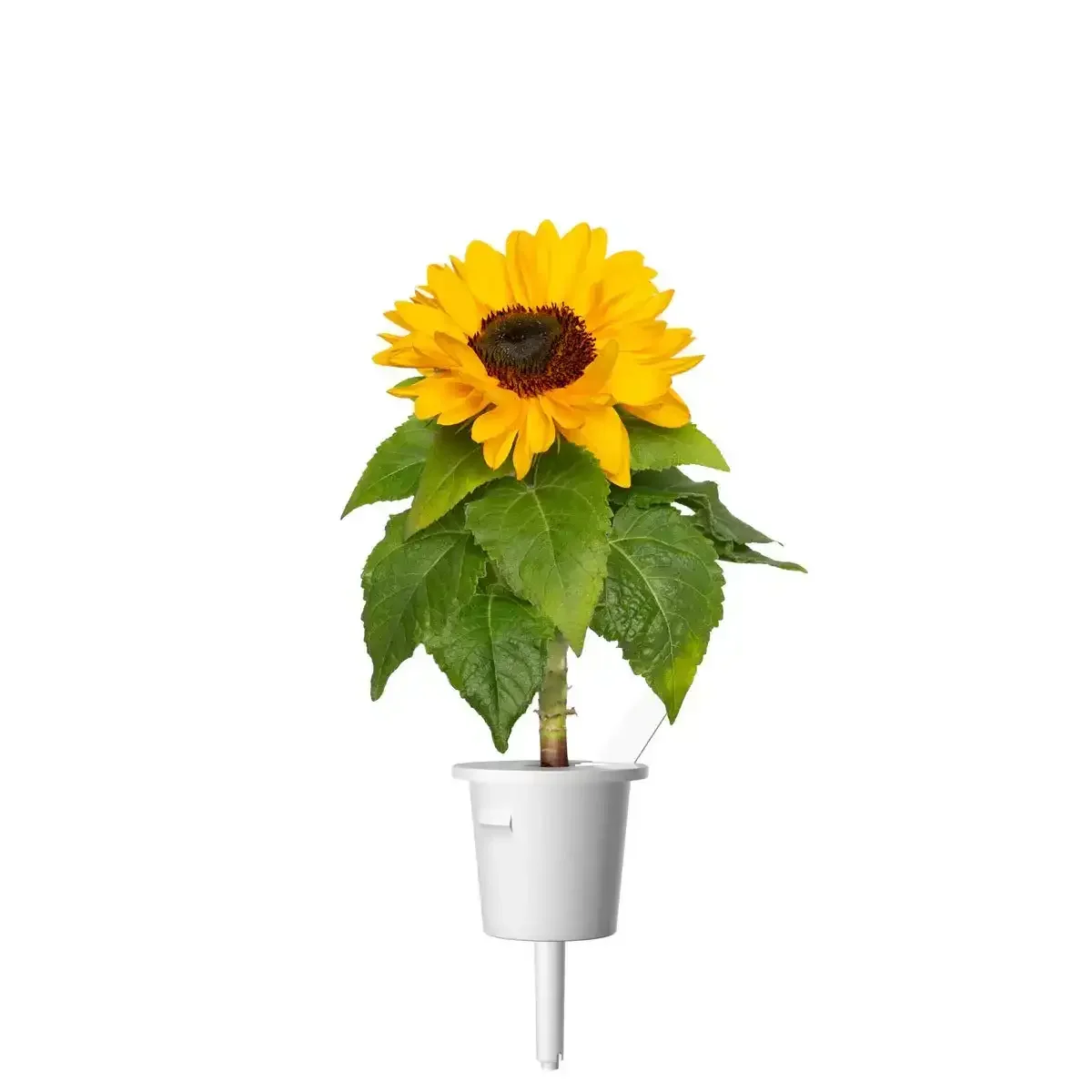 Click & Grow - Smart Garden Refill Mini Sunflower - Starter do Uprawy z Nasionami - Słonecznik Zwyczajny - Image 3