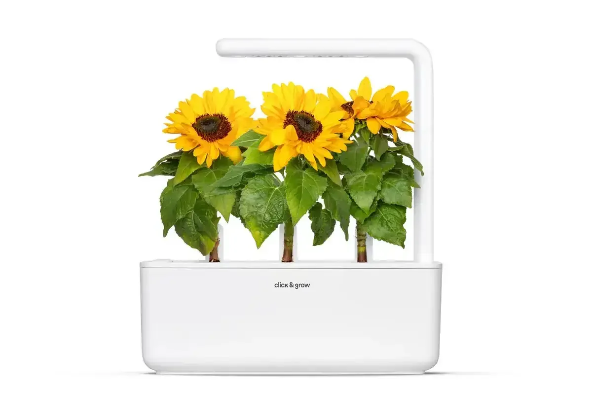 Click & Grow - Smart Garden Refill Mini Sunflower - Starter do Uprawy z Nasionami - Słonecznik Zwyczajny - Image 4