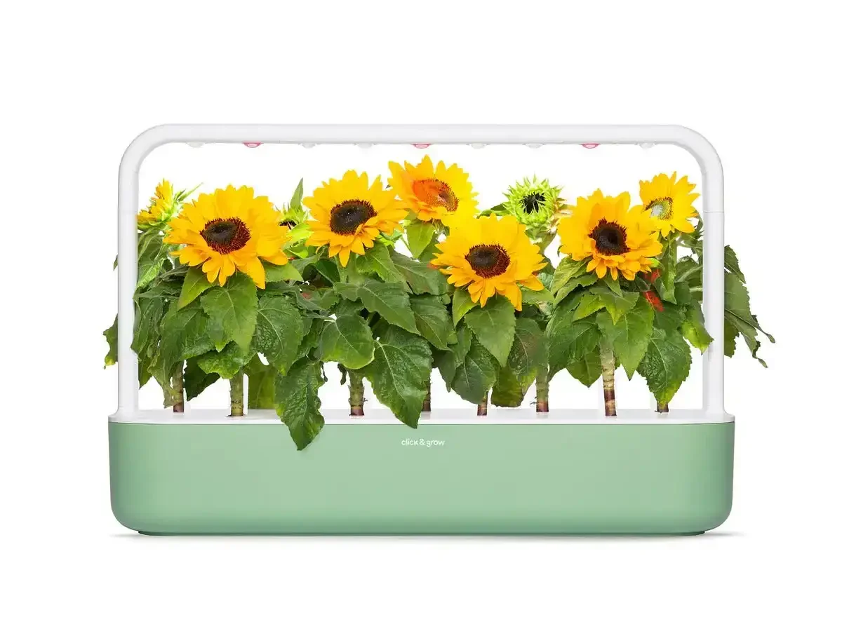Click & Grow - Smart Garden Refill Mini Sunflower - Starter do Uprawy z Nasionami - Słonecznik Zwyczajny - Image 5