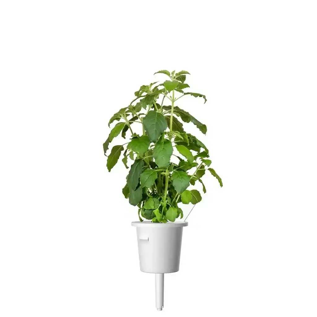 Click & Grow - Smart Garden Refill Holy Basil - Starter do Uprawy z Nasionami - Bazylia Azjatycka Tulsi - Image 3